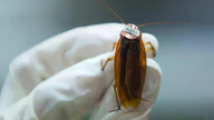 Australia: Las autoridades desmantelan una red de cría de insectos y confiscan 100.000 cucarachas.