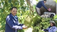 Um professor que exerce duas funções simultaneamente em uma comuna da recém-criada província de Quang Ngai (antigamente parte da província de Kon Tum) ganha bilhões de VND por ano com seu trabalho extra.