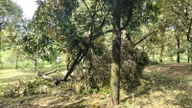 Plus de 50 tonnes de durians sont tombées des arbres après une tornade à Da Huoai 2.