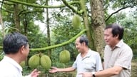 Dong Thap sta creando e sviluppando marchi per i suoi principali prodotti agricoli.