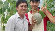 Kỹ sư xây dựng làm nông nghiệp công nghệ cao với mô hình trồng dưa lưới thuỷ canh