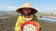 Une femme âgée, approchant les 90 ans, endure des heures sous un soleil de plomb, le dos courbé, à la recherche de ressources naturelles.