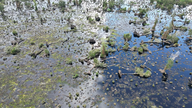 Trezentos hectares de floresta de melaleuca no Parque Nacional de U Minh Ha estão severamente degradados.