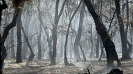 De autoriteiten kregen de bosbrand in het kustbeschermingsbos van Quang Ngai snel onder controle.