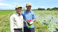 Trồng sen bông nở tưng bừng, kết hợp nuôi cá ngon, một ông nông dân Quảng Trị có thu nhập cao