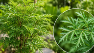 5 potential benefits of Centella asiatica leaf water
