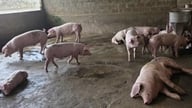Провінція Фу Тхо має на меті перемістити 100% своїх тваринницьких ферм із заборонених зон до 2030 року.