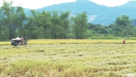 Thai Nguyen : Près de 65 % de la récolte de riz de printemps a été récoltée.