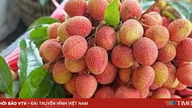 Lychee prices have increased 3-4 times.