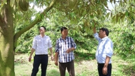 Phuoc Hoa past een biologisch landbouwmodel toe voor fruitbomen.