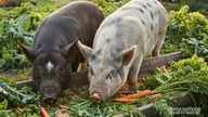 Harga daging babi hari ini, 9 Jun 2026: Harga menurun di banyak kawasan di Vietnam Selatan.