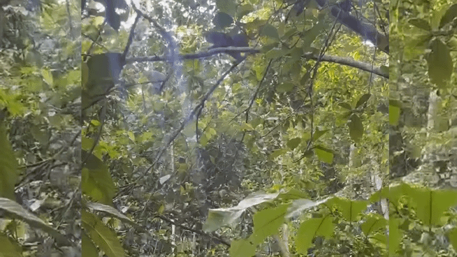 CLIP: De terugkeer van de zeldzame roodgezichtaap naar het groene bos