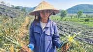 Buah-buahan manis bertukar menjadi pahit di ladang nanas.