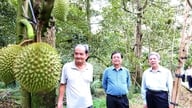 Apakah yang dilakukan oleh Dong Thap untuk membantu produk pertaniannya mencapai pasaran yang lebih luas dan meningkatkan kehidupan para petaninya?