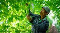 De nieuwe normen bieden boeren meer mogelijkheden om veilige groenten te produceren.