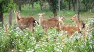 Konkakinh Nationalpark er officielt blevet en turistdestination.