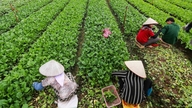 Vietnam hamarosan további szabványokat vezet be a biztonságos zöldségekre vonatkozóan, de ezek nem fogják felváltani a VietGAP-ot.