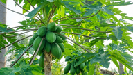 পেঁপে পাতার ৬টি বিশেষ উপকারিতা