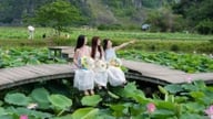 항무아의 매혹적인 연꽃 시즌: 닌빈 문화유산의 중심부에서 자랑스러운 "뮤즈"가 찬란하게 빛나고 있습니다.