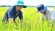 'If you plant sparsely, you'll have plenty of rice; if you plant densely, no one will eat it.'