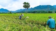 การเก็บเกี่ยวข้าวในฤดูใบไม้ผลิได้ผลผลิตอุดมสมบูรณ์