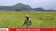 Tay Do amplia a área de vínculos de produção agrícola.