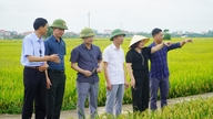 Klebreissorte 415, angebaut in Binh Giang