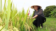 Ved å dyrke lavutslippsris og øke avlingene med opptil 30 %, tjener bønder i provinsene Hai Phong, Hung Yen og Ninh Binh en fortjeneste på 20 millioner dong per hektar.
