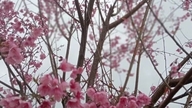 Från sakura till Vinh Sons livfulla körsbärsblommor