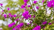 Visita la ciudad costera de Phan Thiet durante la vibrante temporada de floración de las buganvillas.