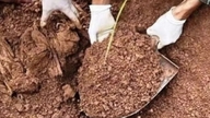 Ca Mau: Sampel DNA diambil untuk mengenal pasti mayat lebih 3,300 askar yang gugur.