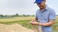 Door 15 miljard VND te lenen om een ​​rijstdroogbedrijf op te richten, lost een jonge man het probleem op van het vinden van afzetmarkten voor 1.200 hectare rijst in Hung Yen.
