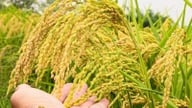 Die Importeure werden vorsichtiger, aber die Preise für vietnamesischen Reis steigen dank seiner hohen Qualität weiterhin.