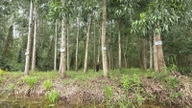 Delta Mekong memiliki potensi untuk menjadi area produksi kayu mentah berskala besar.