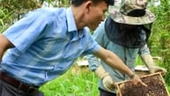 Această mică creatură zboară prin pădurea Xuân Liên din Thanh Hóa (fostul district Thường Xuân), unde trăiesc oameni cu mulți bani.