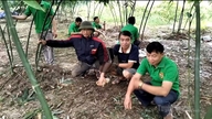 Эффективность выращивания побегов бамбука Лук Трук в Фу Луу.