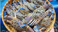 The US has stopped importing crab from the Philippines, creating opportunities for Vietnamese crab producers.