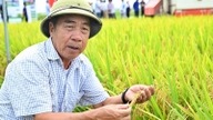 Integrating multiple links in the low-emission rice model.