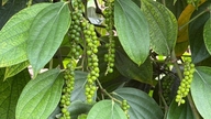 আজ, ১২ জুন, ২০২৬ মরিচের দাম: বাজার শান্ত।
