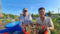 Com'è possibile che nella comune di Luong Tam, a Can Tho (precedentemente parte della provincia di Hau Giang), gli abitanti allevino gamberi nelle risaie e che tutti e 10 i gamberi crescano a sufficienza e vengano venduti così rapidamente?