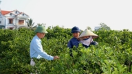 Langkah-langkah proaktif untuk mengatasi genangan air di daerah-daerah penghasil buah utama.