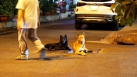 A falta de focinheira ou de vacinação antirrábica em cães pode resultar em multas de até 2 milhões de VND.