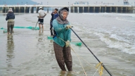 ¿Qué clase de criatura es "vim vím" que suena tan gracioso? La gente de la provincia de Thanh Hoa se adentra en el mar para pescarla, llegando a ganar millones de dongs al día.