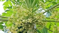 雄パパイヤの花：薬効と使用方法。