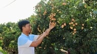 A fine stagione i prezzi dei litchi di Thanh Ha stanno salendo alle stelle.