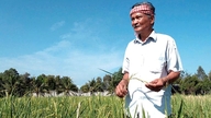 Bapak Tu Viet, seorang pelestari varietas padi tradisional di Cu La, Minh Luong, komune Chau Thanh, provinsi An Giang (dahulu provinsi Kien Giang).