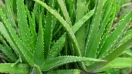 Remédios naturais à base de ervas para ajudar a controlar o açúcar no sangue que você deve conhecer.