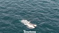 Video: Giant whale in the sea off Gia Lai