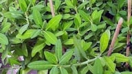 فواید سلامتی کریستال کوارتز