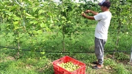 Nieuwe benaderingen om verouderde drakenfruitvelden effectief om te zetten naar andere gewassen.